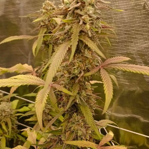 GRC X BBC F2 growlog timeline photo