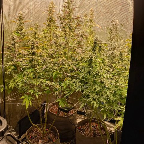 GRC X BBC F2 growlog timeline photo