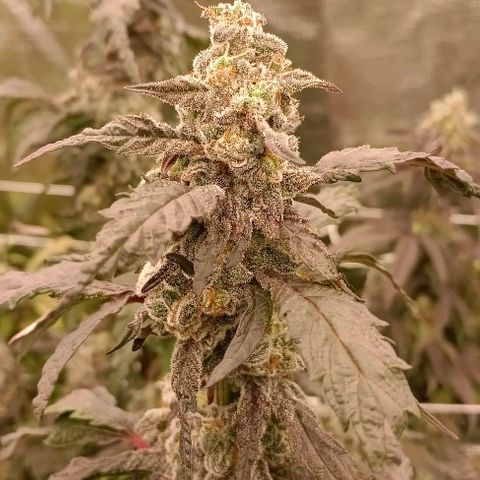 GRC X BBC F2 growlog timeline photo
