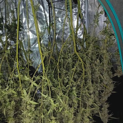 GRC X BBC F2 growlog timeline photo