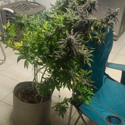 GRC X BBC F2 growlog timeline photo