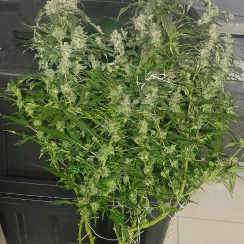 GRC X BBC F2 growlog timeline photo