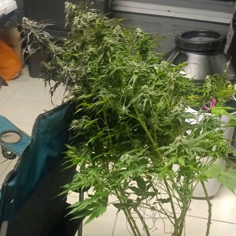 GRC X BBC F2 growlog timeline photo