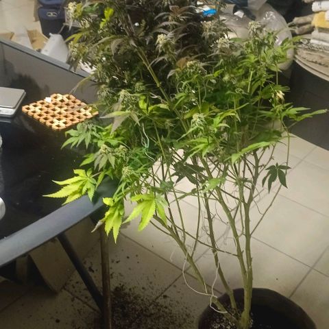 GRC X BBC F2 growlog timeline photo