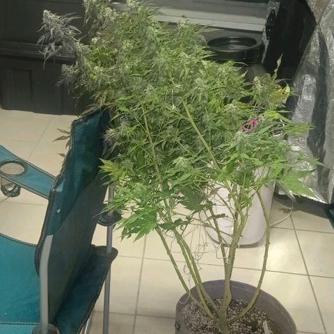 GRC X BBC F2 growlog timeline photo