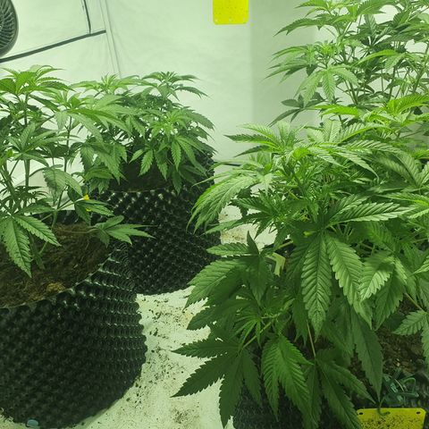Rainbow road  growlog timeline photo