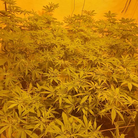 Rainbow road  growlog timeline photo