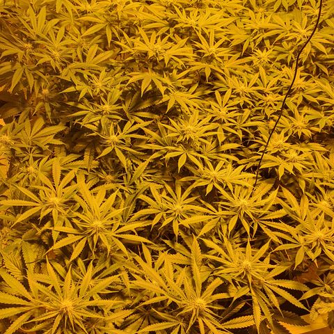 Rainbow road  growlog timeline photo