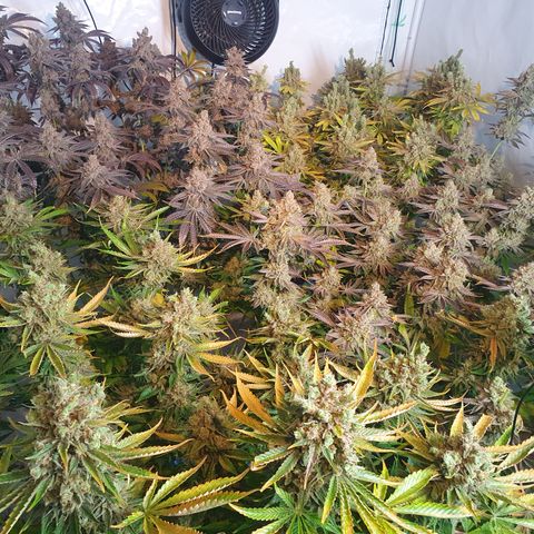 Rainbow road  growlog timeline photo