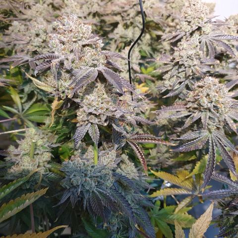 Rainbow road  growlog timeline photo