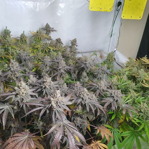 Rainbow road  growlog timeline photo