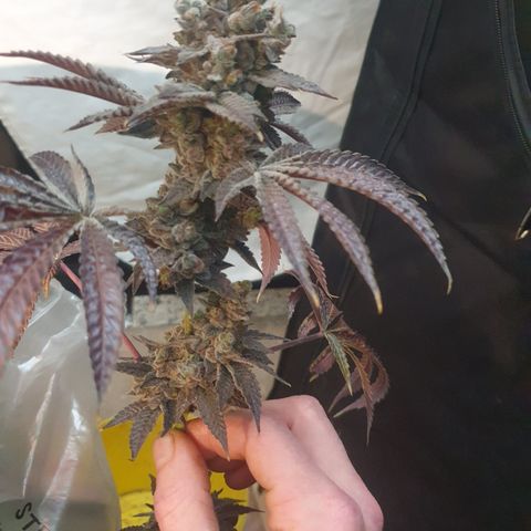 Rainbow road  growlog timeline photo