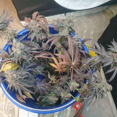 Rainbow road  growlog timeline photo