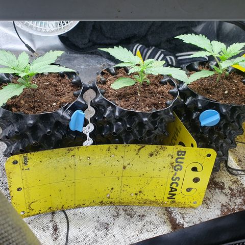Cosmos #1 growlog timeline photo