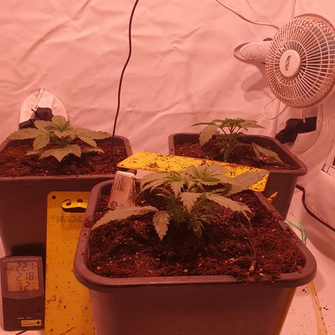 Cosmos #1 growlog timeline photo