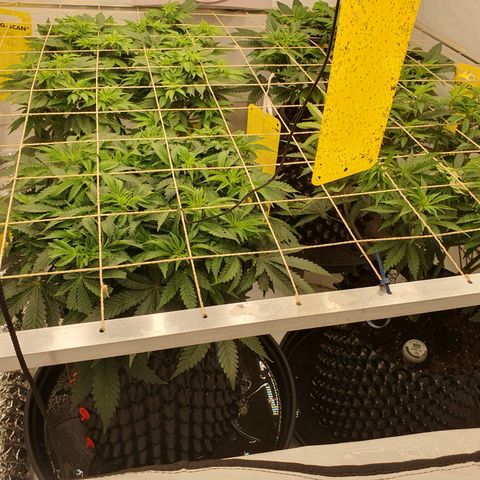 Sour zkittles  #1 growlog timeline photo