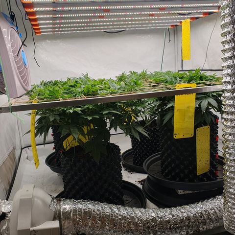 Sour zkittles  #1 growlog timeline photo