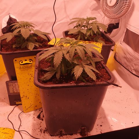 Cosmos #1 growlog timeline photo