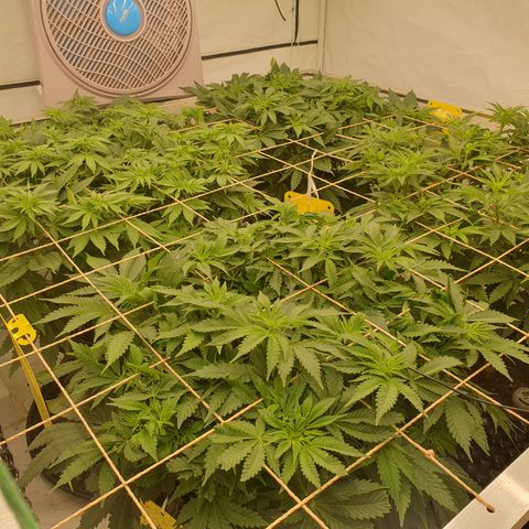 Sour zkittles  #1 growlog timeline photo