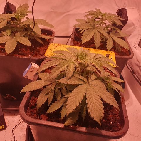 Cosmos #1 growlog timeline photo
