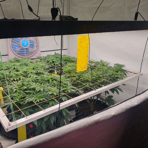 Sour zkittles  #1 growlog timeline photo