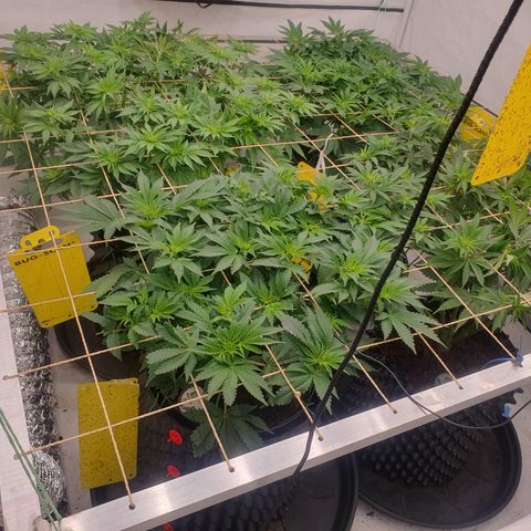 Sour zkittles  #1 growlog timeline photo