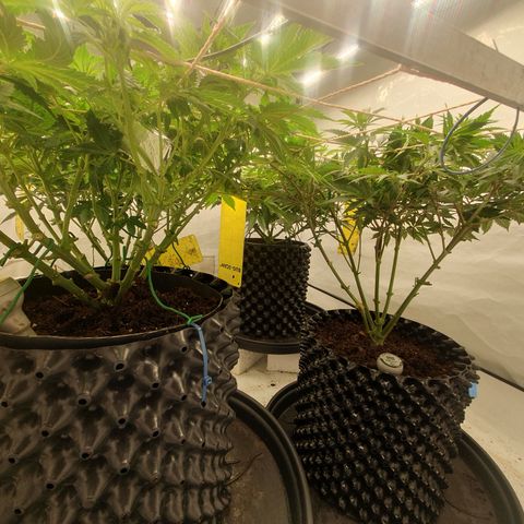 Sour zkittles  #1 growlog timeline photo