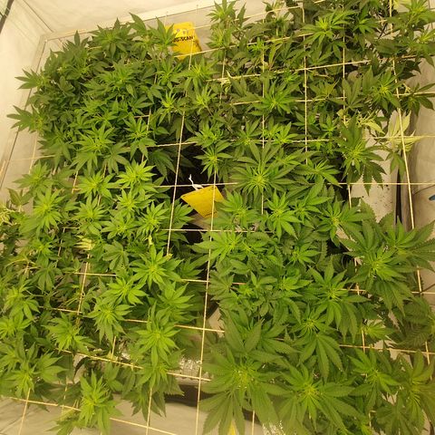 Sour zkittles  #1 growlog timeline photo