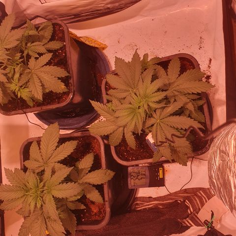 Cosmos #1 growlog timeline photo