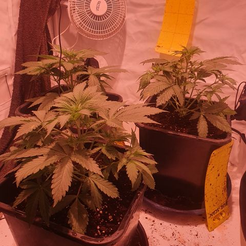Cosmos #1 growlog timeline photo