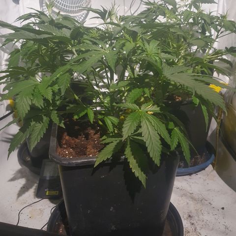 Cosmos #1 growlog timeline photo