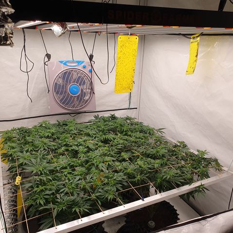 Sour zkittles  #1 growlog timeline photo
