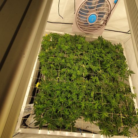 Sour zkittles  #1 growlog timeline photo