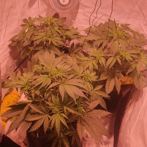Cosmos #1 growlog timeline photo