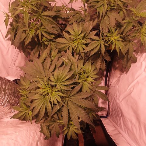 Cosmos #1 growlog timeline photo