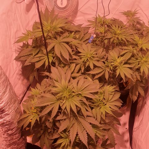 Cosmos #1 growlog timeline photo