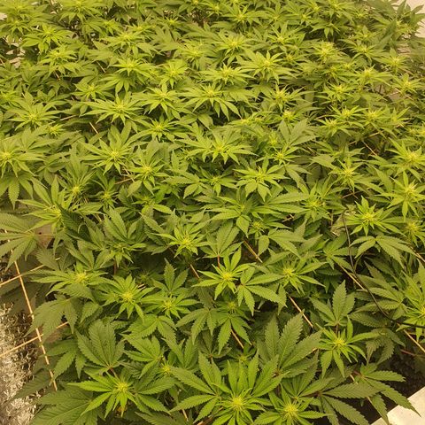 Sour zkittles  #1 growlog timeline photo