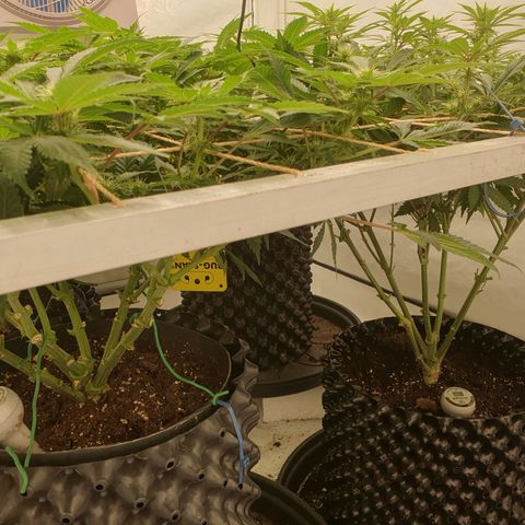 Sour zkittles  #1 growlog timeline photo