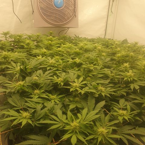 Sour zkittles  #1 growlog timeline photo