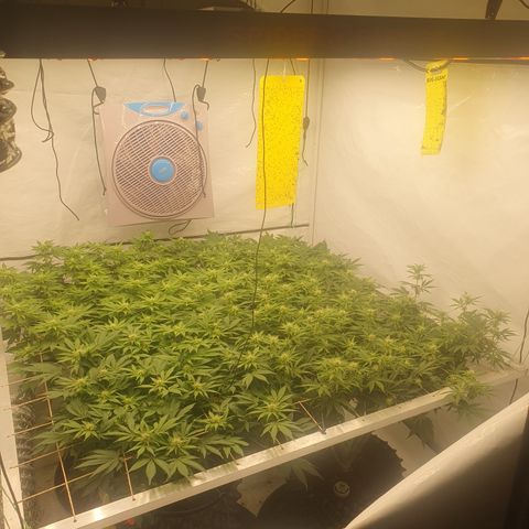 Sour zkittles  #1 growlog timeline photo