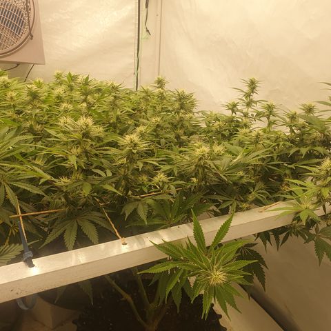 Sour zkittles  #1 growlog timeline photo