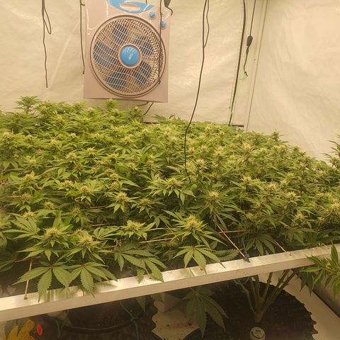 Sour zkittles  #1 growlog timeline photo