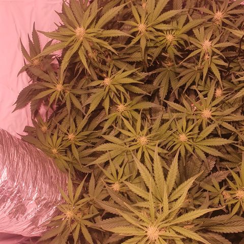 Cosmos #1 growlog timeline photo