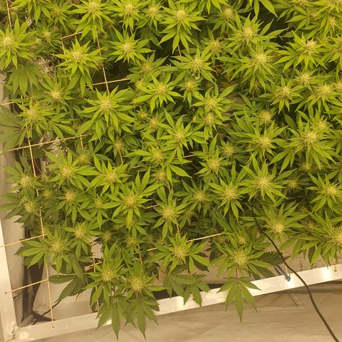 Sour zkittles  #1 growlog timeline photo