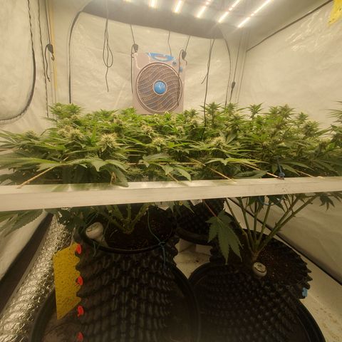 Sour zkittles  #1 growlog timeline photo