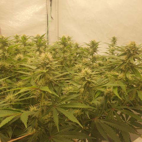Sour zkittles  #1 growlog timeline photo