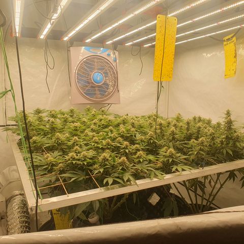 Sour zkittles  #1 growlog timeline photo