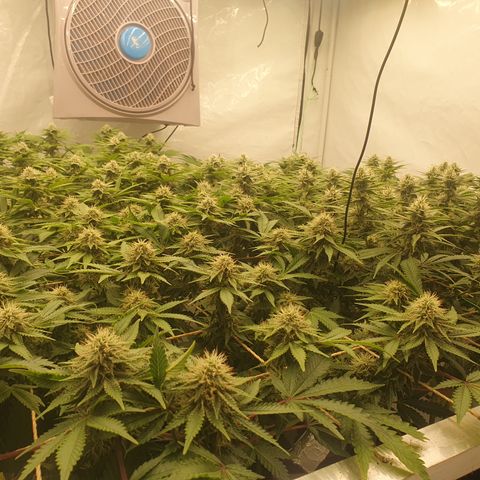 Sour zkittles  #1 growlog timeline photo
