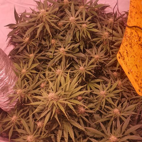 Cosmos #1 growlog timeline photo
