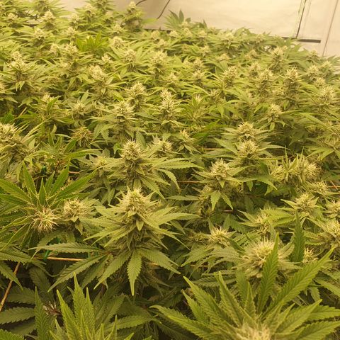 Sour zkittles  #1 growlog timeline photo